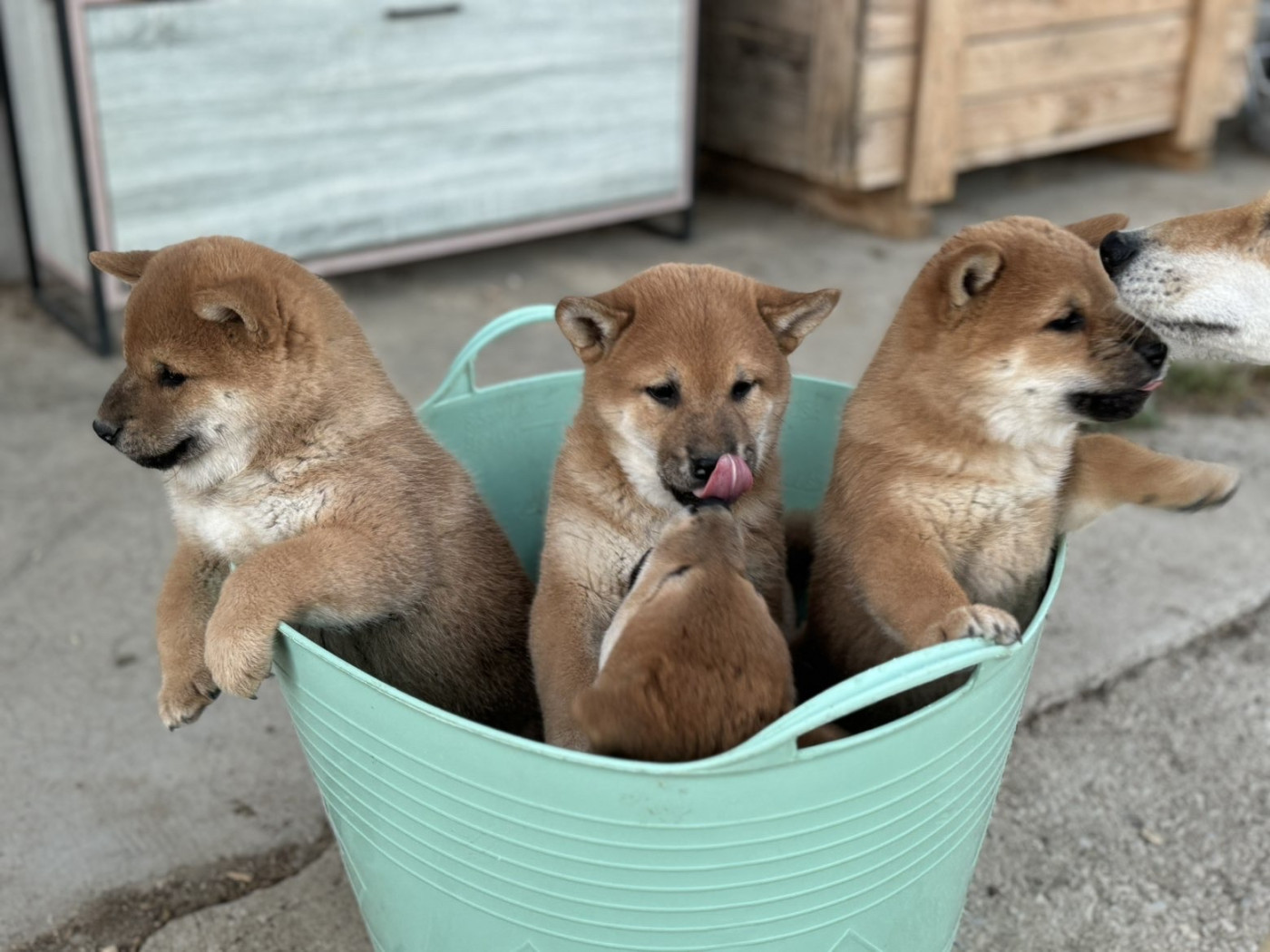 Chiot Shiba Marie-claire Arnaud