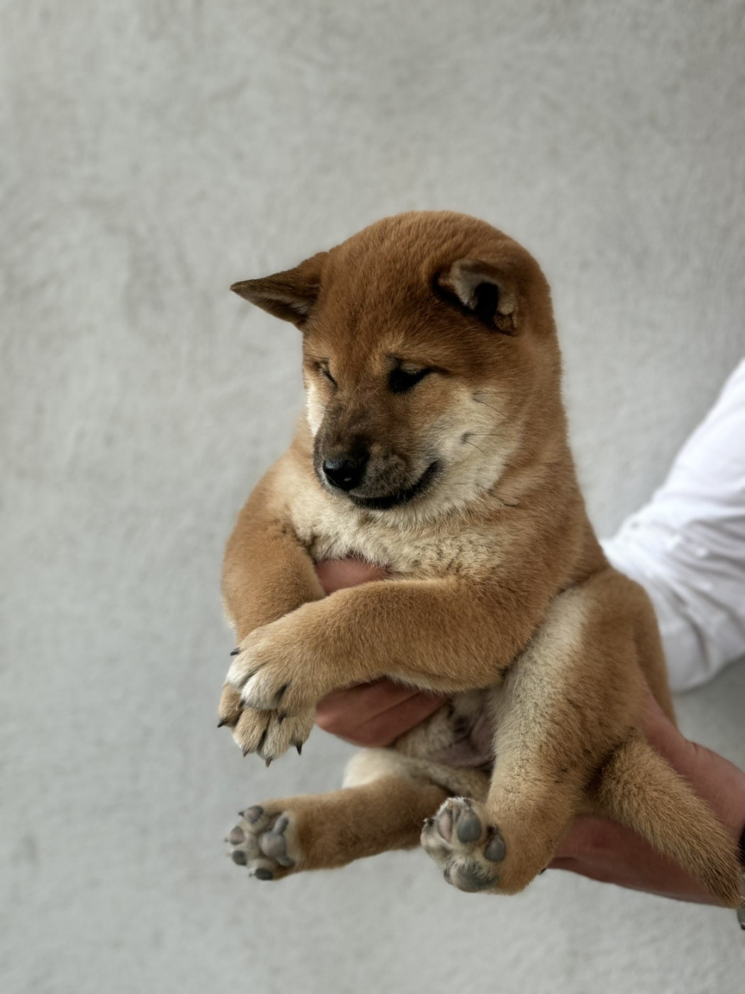 Marie-claire Arnaud - Chiots disponibles - Shiba
