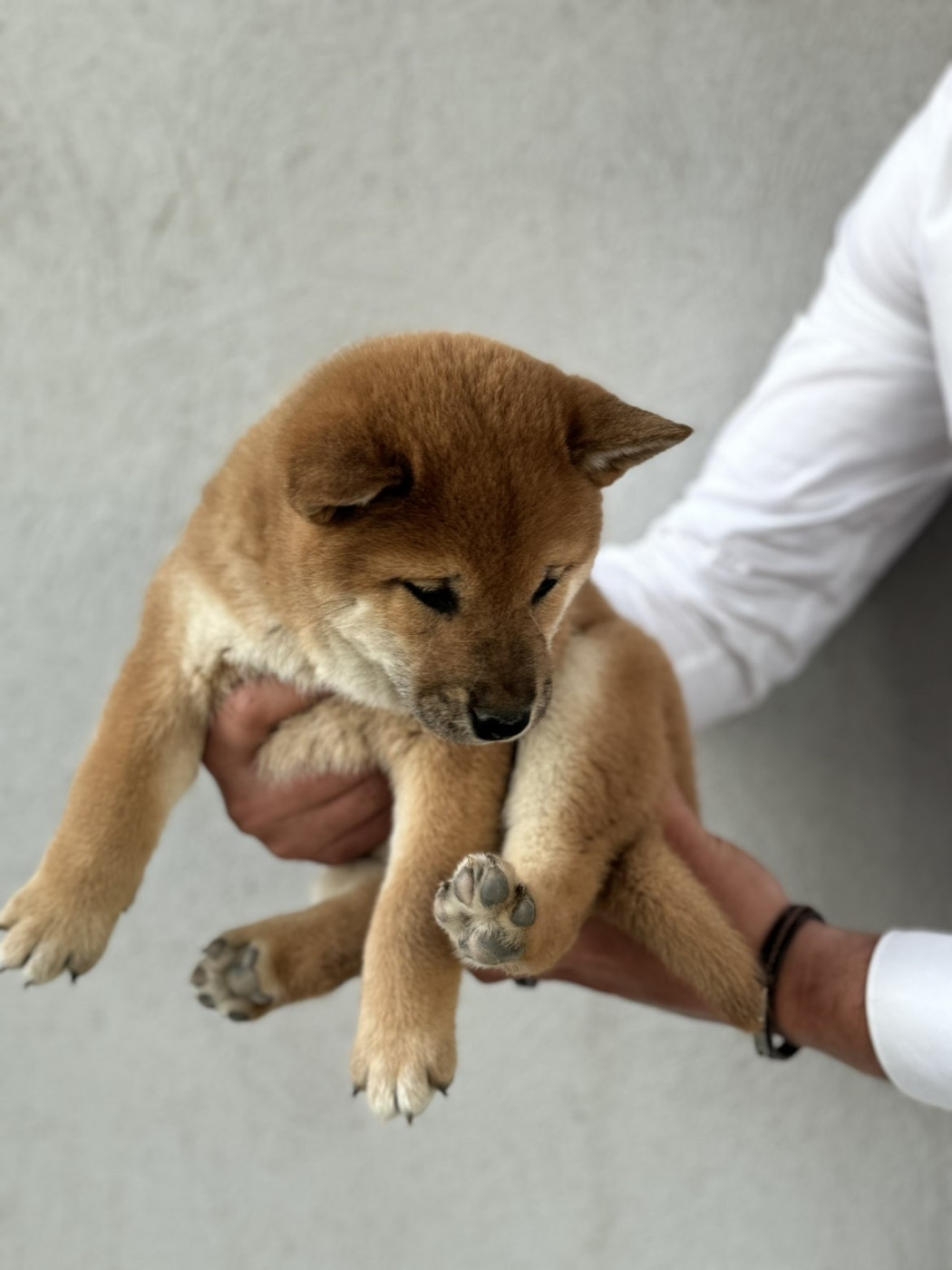 Marie-claire Arnaud - Chiots disponibles - Shiba