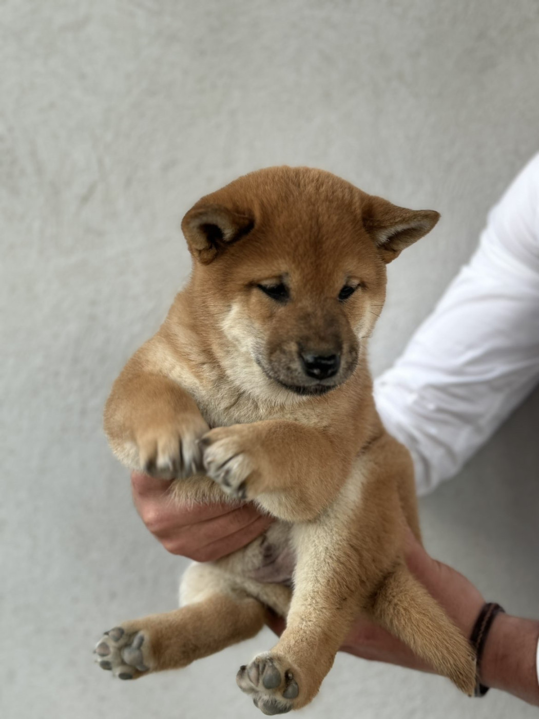 Marie-claire Arnaud - Chiots disponibles - Shiba