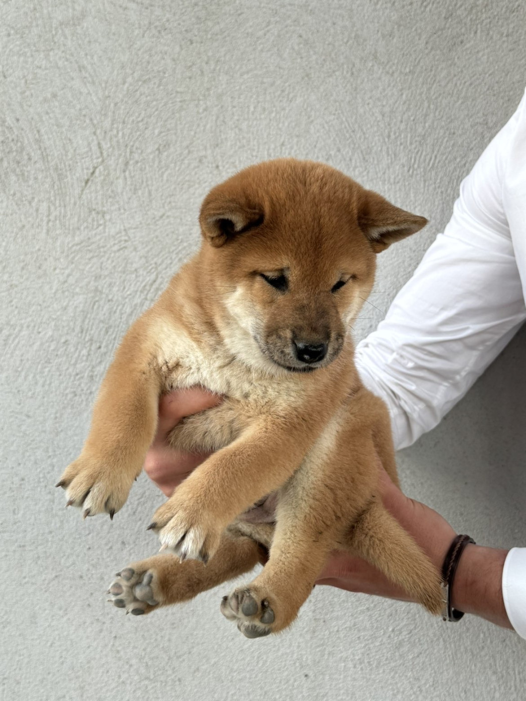 Marie-claire Arnaud - Chiots disponibles - Shiba