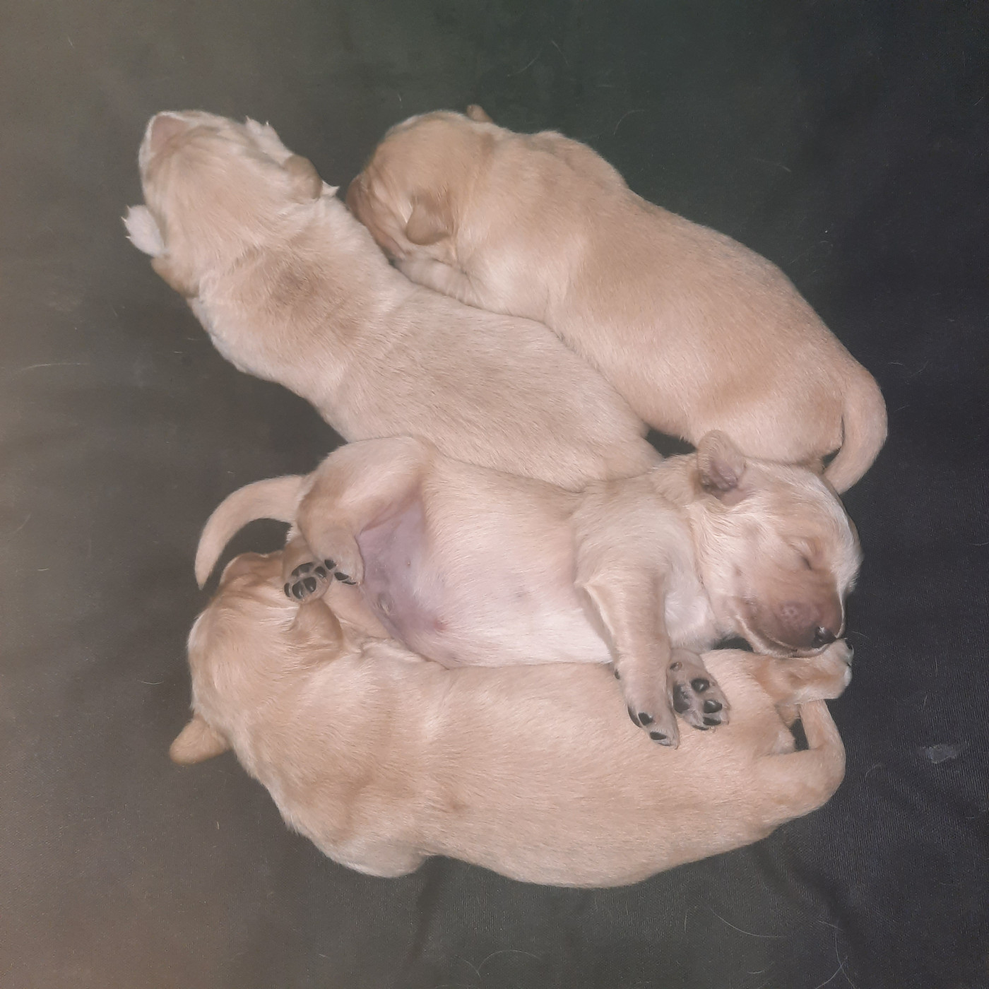 Chiot Golden Retriever Marie-claire Arnaud
