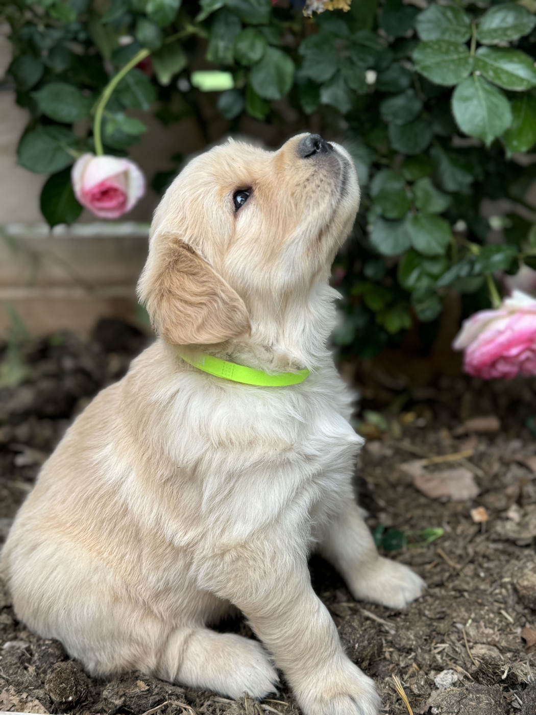 Marie-claire Arnaud - Chiots disponibles - Golden Retriever
