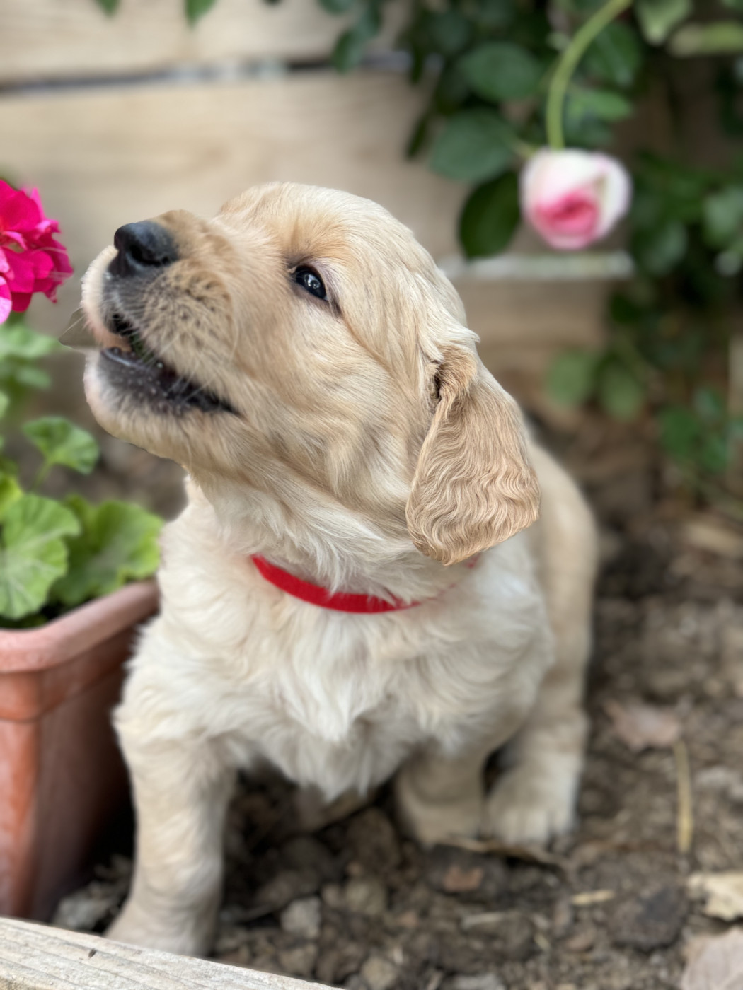 Marie-claire Arnaud - Chiots disponibles - Golden Retriever