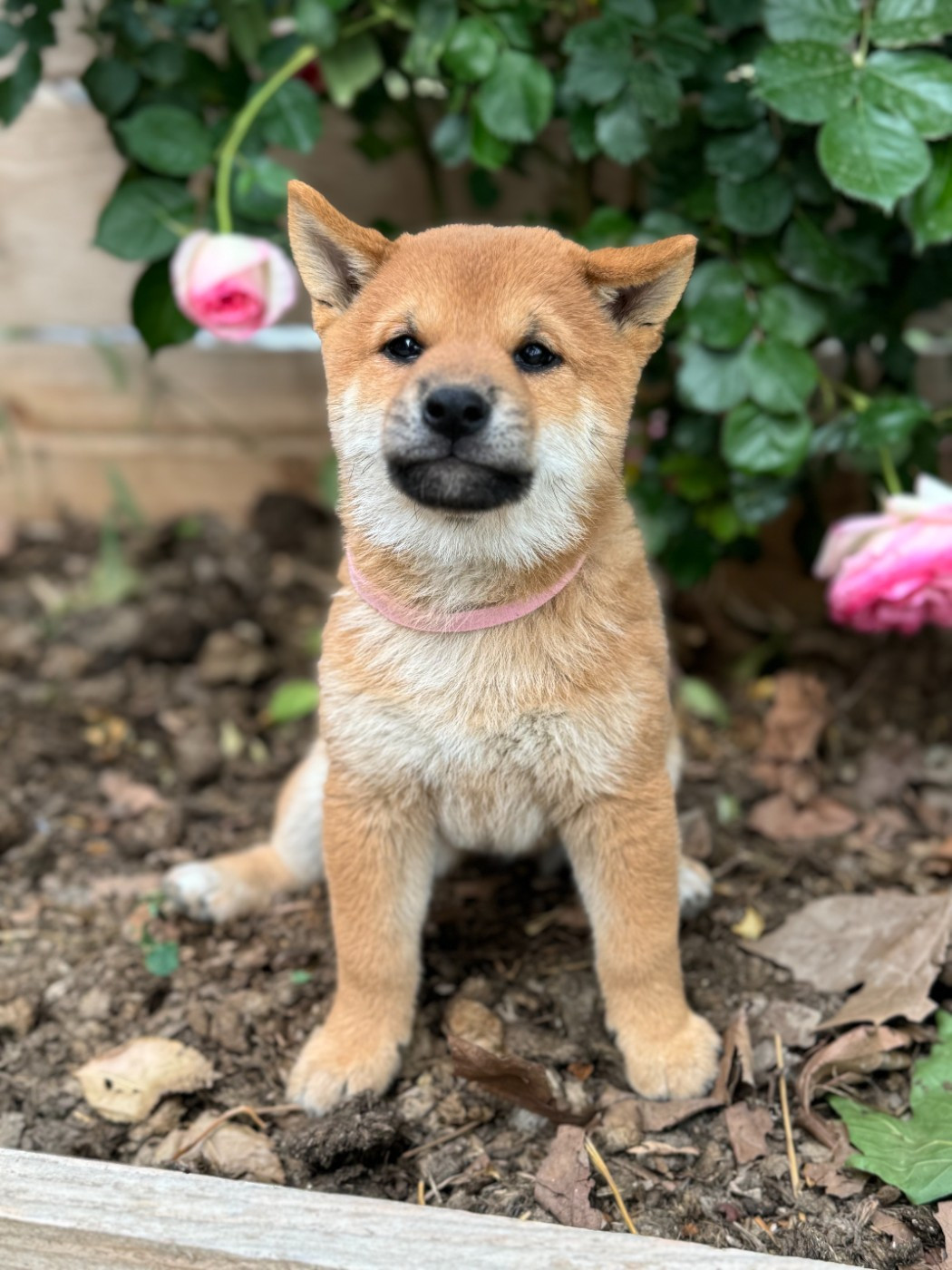 Marie-claire Arnaud - Chiots disponibles - Shiba
