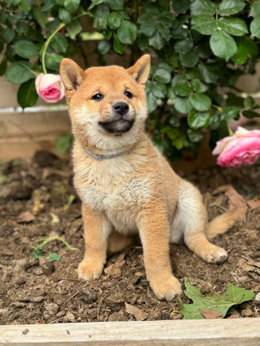 Marie-claire Arnaud - Chiots disponibles - Shiba